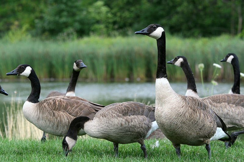 Pictures Of Geese 66